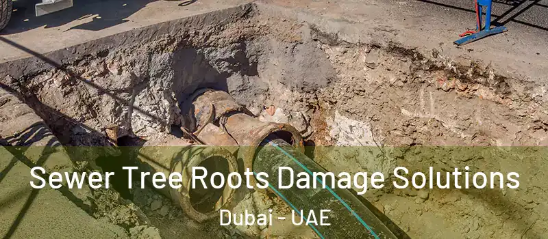 Sewer Tree Roots Damage Solutions Dubai - UAE